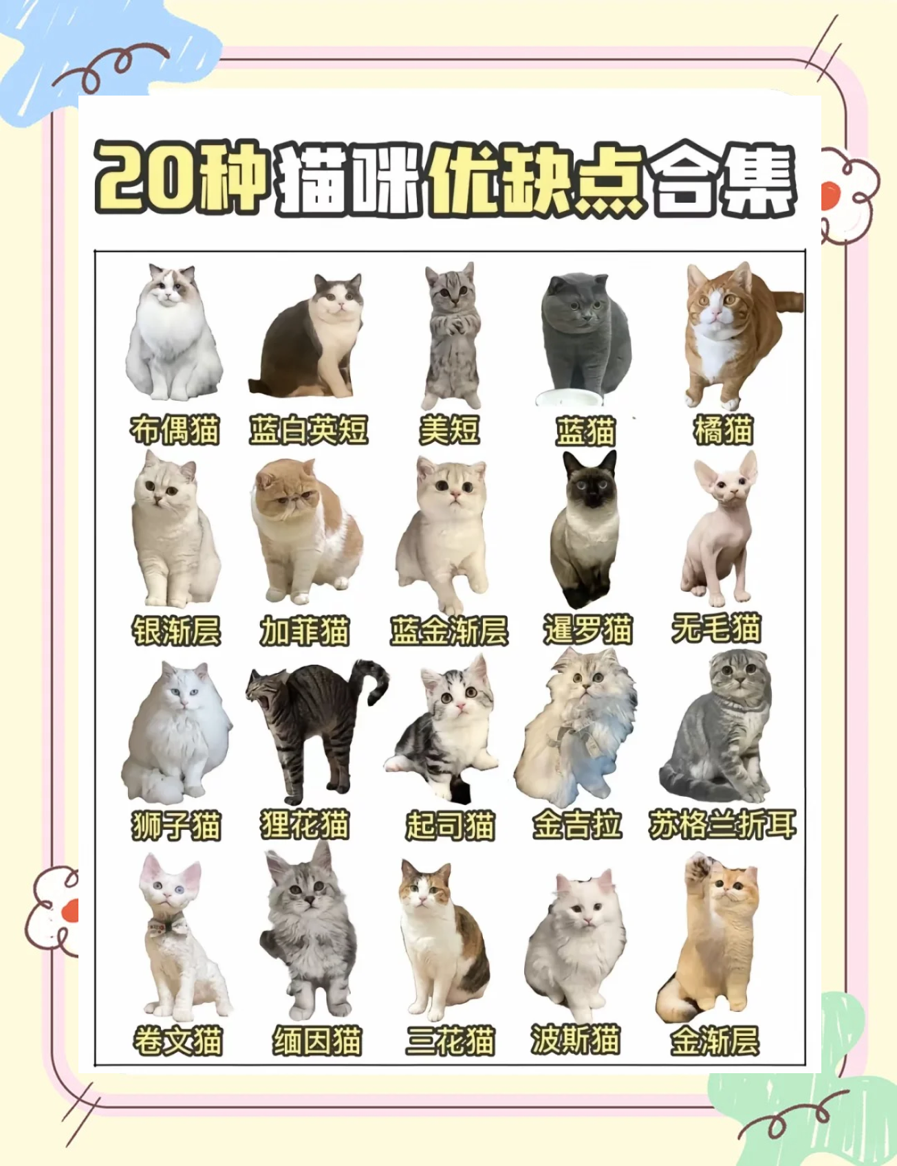 猫咪种类大全及价格(各种猫咪的品种和价格)