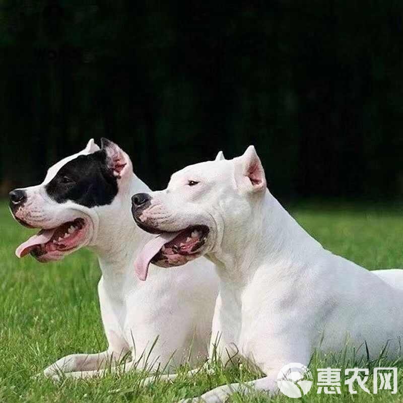 杜高犬价格(杜高犬价格多少钱一只)