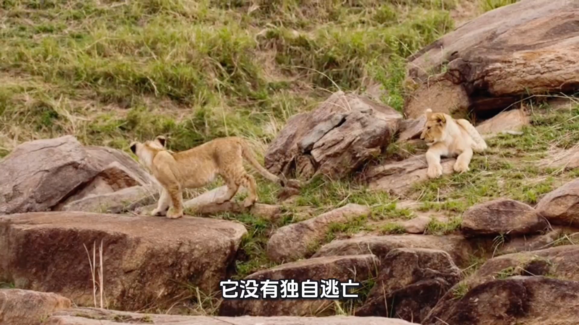 狮子的天敌(狮子的天敌是谁呀) 狮子的天敌(狮子的天敌是谁呀)