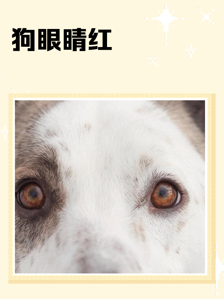 小狗睁眼睛要多久(小狗睁眼睛要多久才能看到) 小狗睁眼睛要多久(小狗睁眼睛要多久才能看到)