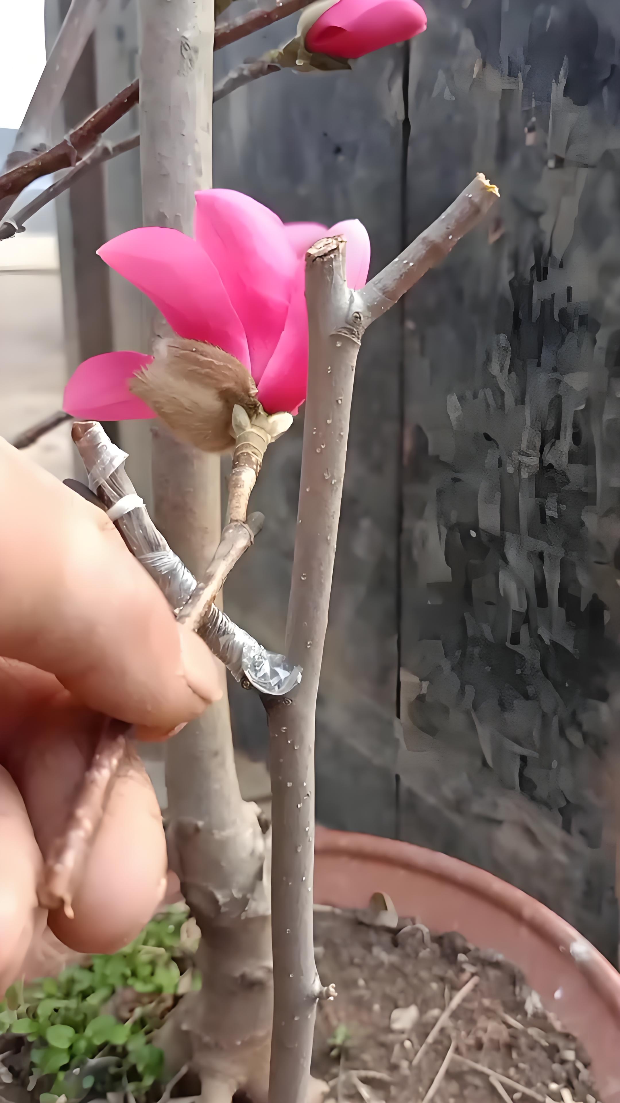 玉兰花的功效与作用及食用方法(玉兰花的功效与作用及食用方法视频) 玉兰花的功效与作用及食用方法(玉兰花的功效与作用及食用方法视频)