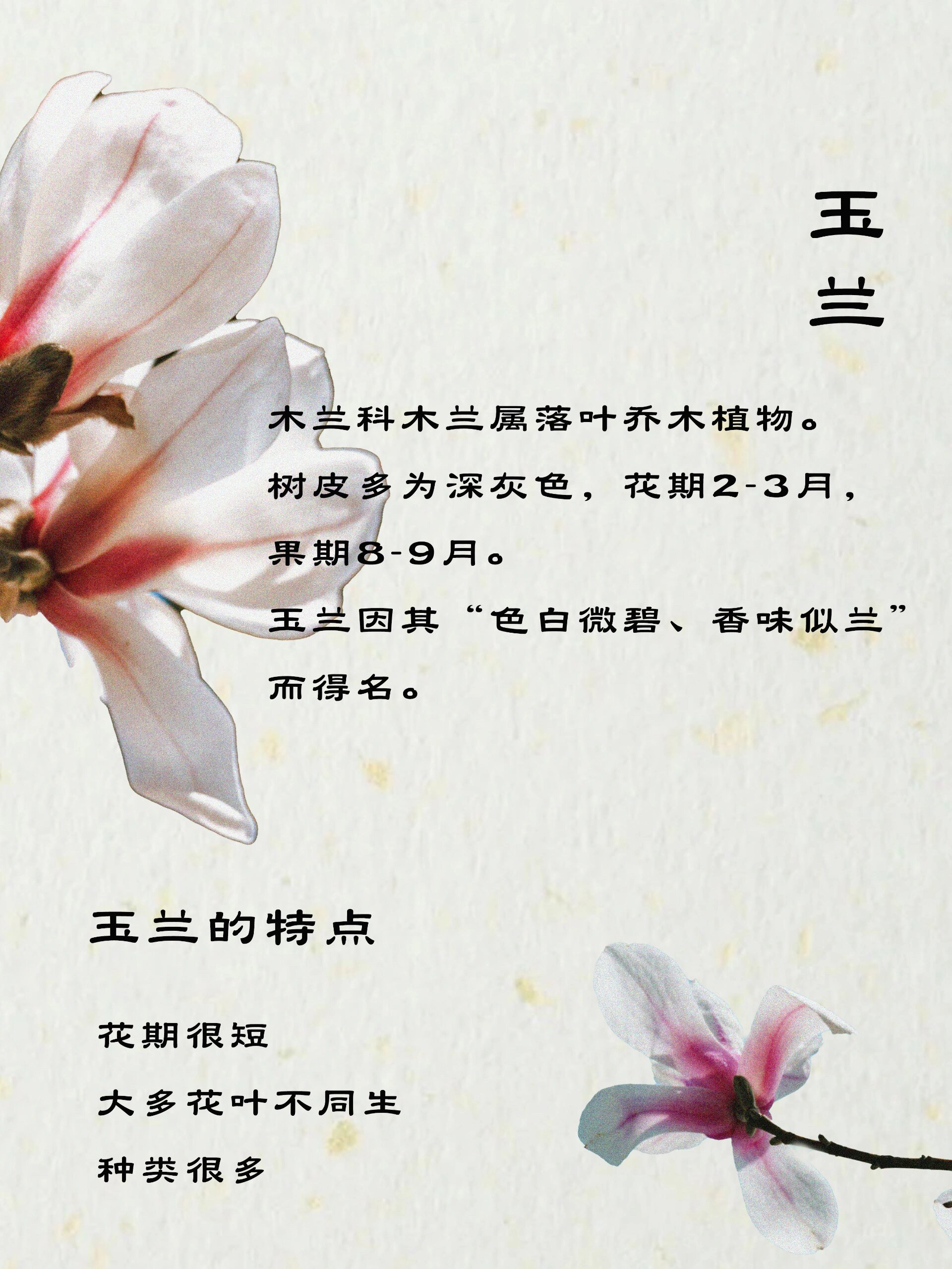玉兰花的功效与作用及食用方法(玉兰花的功效与作用及食用方法视频) 玉兰花的功效与作用及食用方法(玉兰花的功效与作用及食用方法视频)