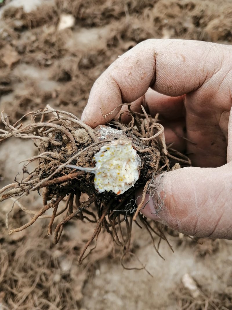 种植苍术亩收24万元(种植苍术每亩要多少种子) 种植苍术亩收24万元(种植苍术每亩要多少种子)