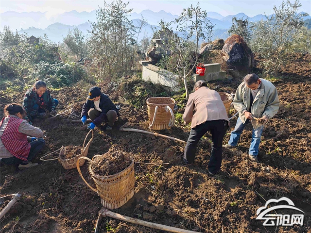 种植苍术亩收24万元(种植苍术每亩要多少种子) 种植苍术亩收24万元(种植苍术每亩要多少种子)