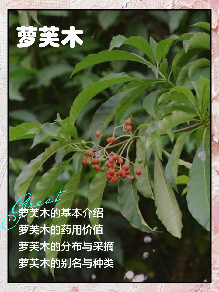 松萝的功效与作用(松萝的功效与作用及食用方法) 松萝的功效与作用(松萝的功效与作用及食用方法)