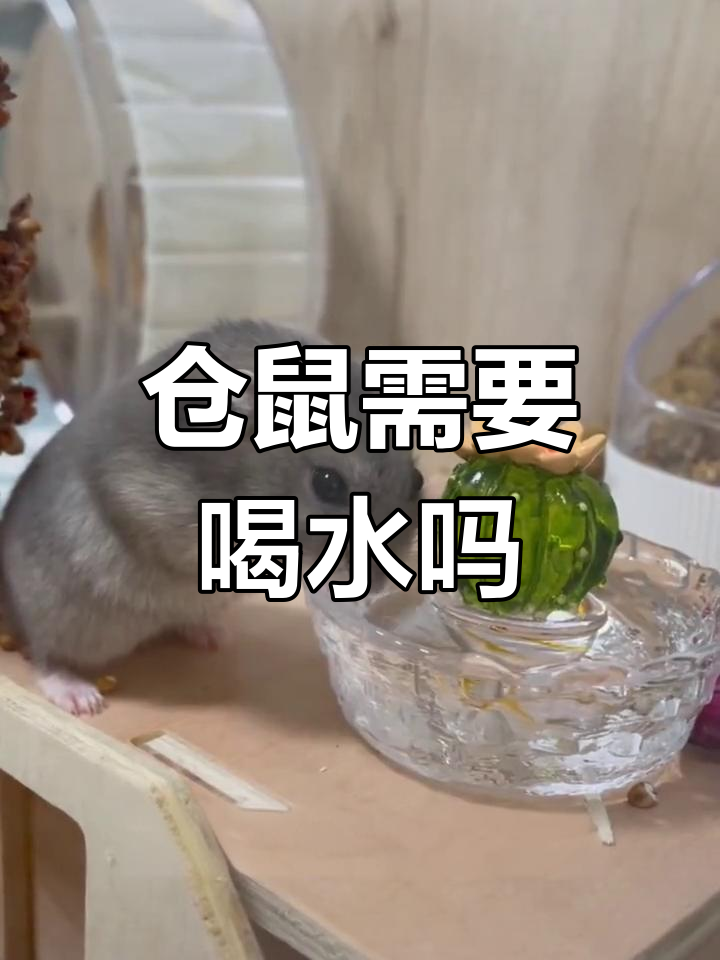 仓鼠不喝水会死吗(仓鼠不想养了能放生吗) 仓鼠不喝水会死吗(仓鼠不想养了能放生吗)