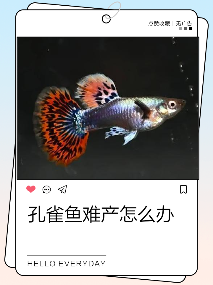 孔雀鱼难产的表现(孔雀鱼难产是什么样子) 孔雀鱼难产的表现(孔雀鱼难产是什么样子)