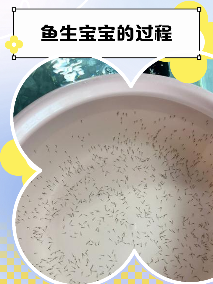 孔雀鱼难产的表现(孔雀鱼难产是什么样子) 孔雀鱼难产的表现(孔雀鱼难产是什么样子)