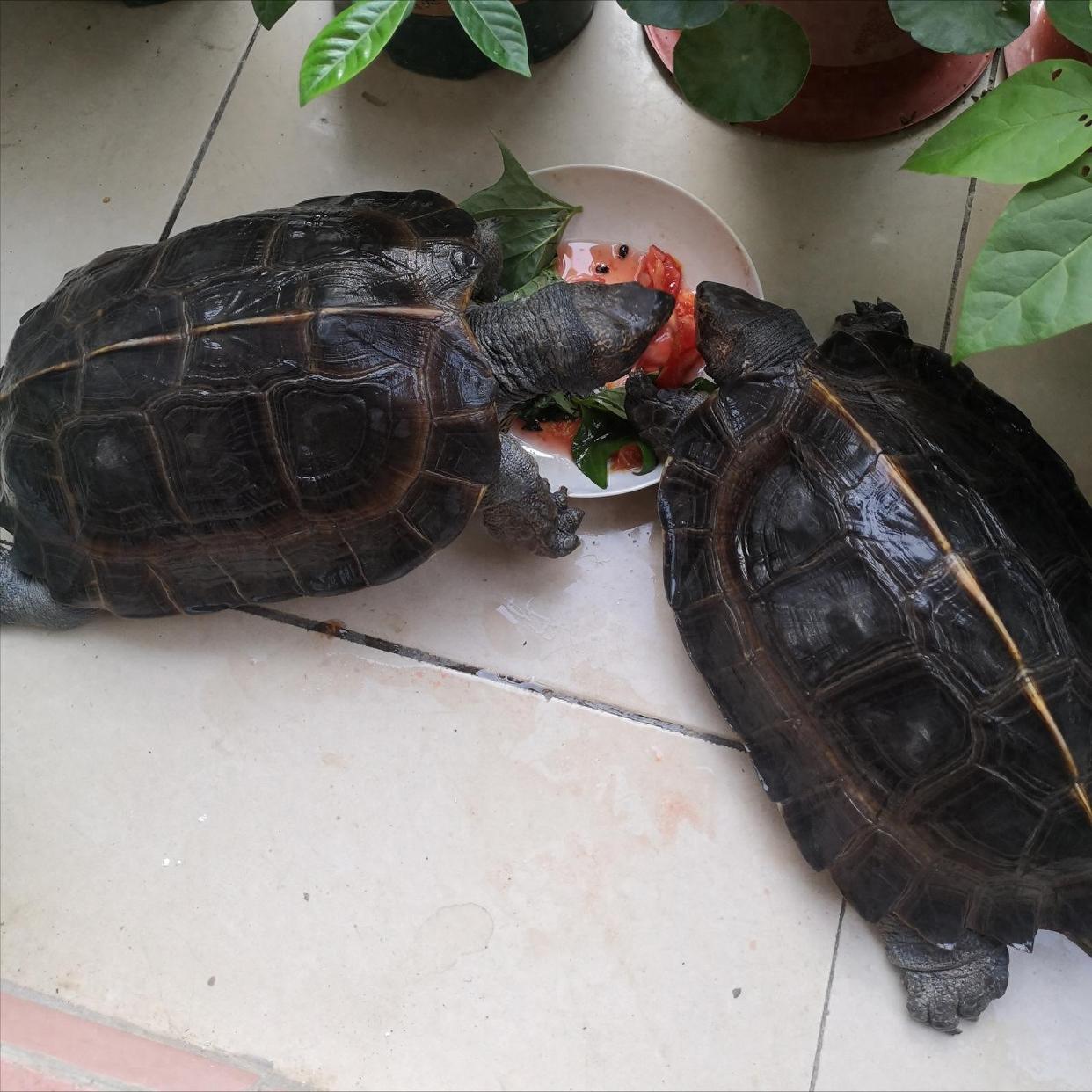乌龟能吃什么东西呀(乌龟能吃什么东西呀视频) 乌龟能吃什么东西呀(乌龟能吃什么东西呀视频)