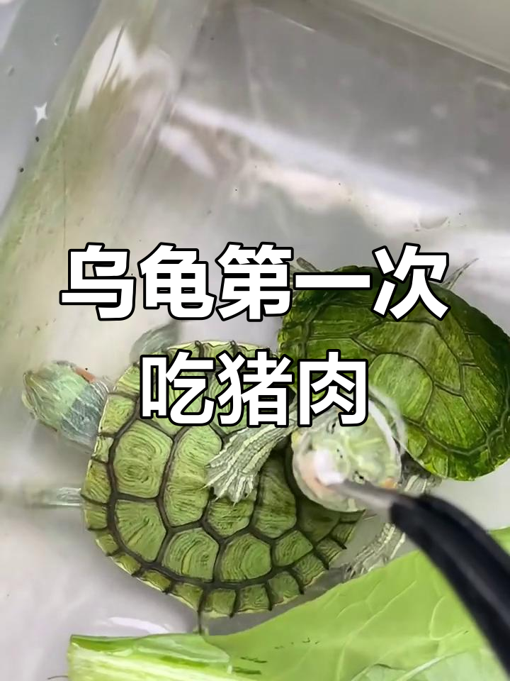 乌龟能吃什么东西呀(乌龟能吃什么东西呀视频) 乌龟能吃什么东西呀(乌龟能吃什么东西呀视频)