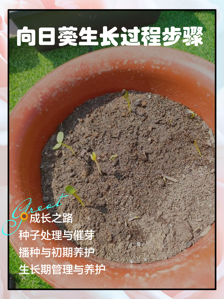 向日葵醒花步骤(向日葵怎么醒花啊)