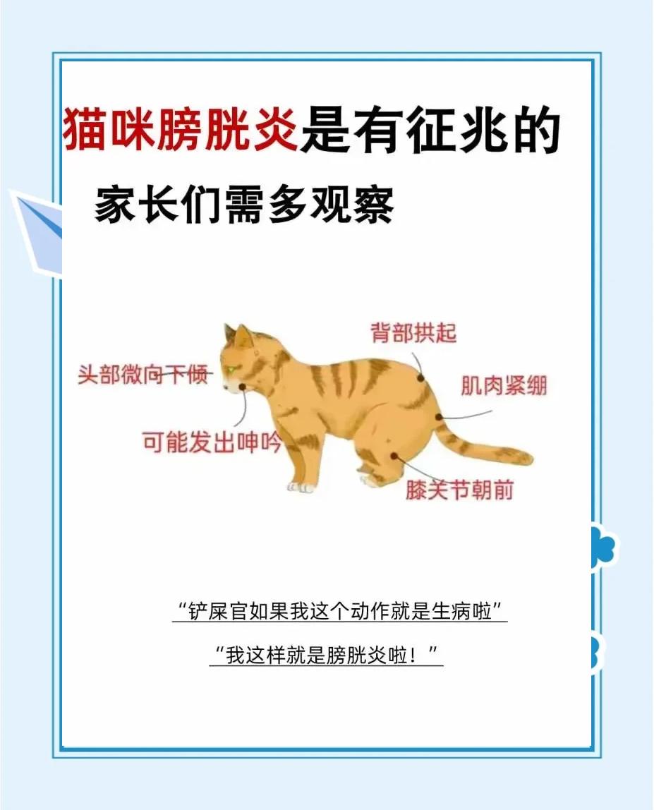 猫咪肾脏受损5大征兆(猫咪肾脏受损5大征兆图片) 猫咪肾脏受损5大征兆(猫咪肾脏受损5大征兆图片)