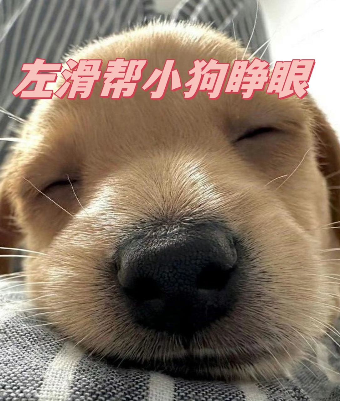 小狗睁眼前兆(小狗睁眼前兆是什么) 小狗睁眼前兆(小狗睁眼前兆是什么)