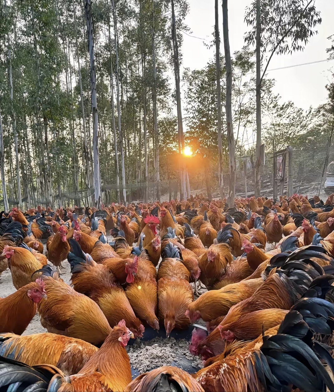 荆州养鸡养殖基地(荆州养鸡养殖基地地址) 荆州养鸡养殖基地(荆州养鸡养殖基地地址)