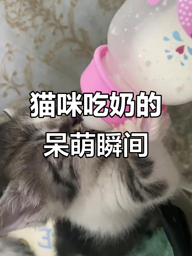 猫喝什么奶(猫喝什么奶粉增强免疫力) 猫喝什么奶(猫喝什么奶粉增强免疫力)