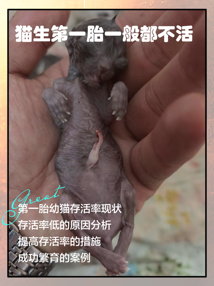 猫怀孕1到9周变化图片(猫怀孕一到九周的变化图片) 猫怀孕1到9周变化图片(猫怀孕一到九周的变化图片)