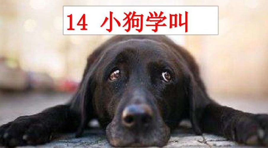 小狗怎么叫(小狗怎么叫过来) 小狗怎么叫(小狗怎么叫过来)