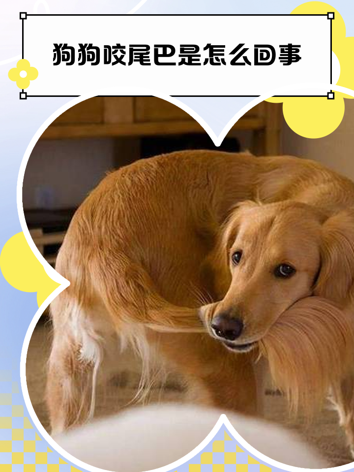 狗咬尾巴转圈是什么意思(狗咬尾巴转圈是什么意思图片) 狗咬尾巴转圈是什么意思(狗咬尾巴转圈是什么意思图片)
