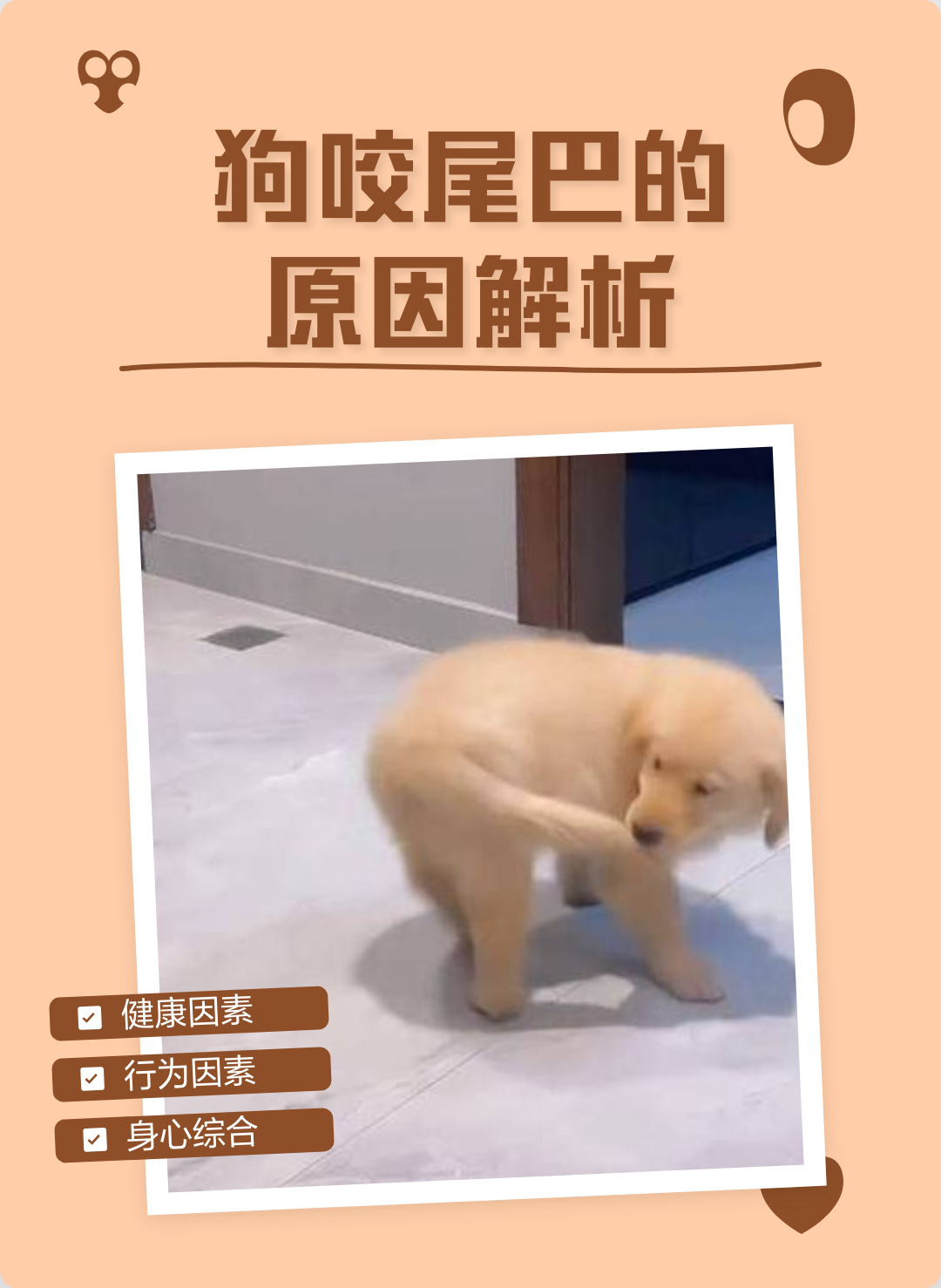 狗咬尾巴转圈是什么意思(狗咬尾巴转圈是什么意思图片) 狗咬尾巴转圈是什么意思(狗咬尾巴转圈是什么意思图片)