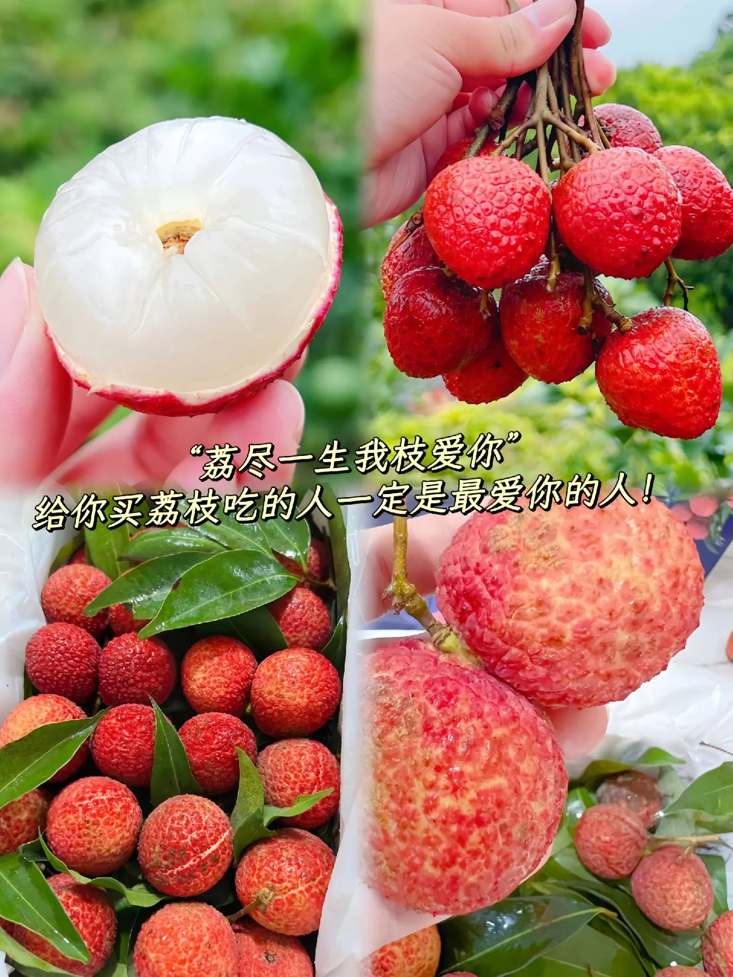 形容荔枝好吃的句子(形容荔枝好吃的句子有哪些) 形容荔枝好吃的句子(形容荔枝好吃的句子有哪些)