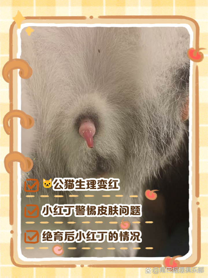 公猫肚子上有凸起的小肉粒(公猫肚子上有一个小疙瘩是什么) 公猫肚子上有凸起的小肉粒(公猫肚子上有一个小疙瘩是什么)