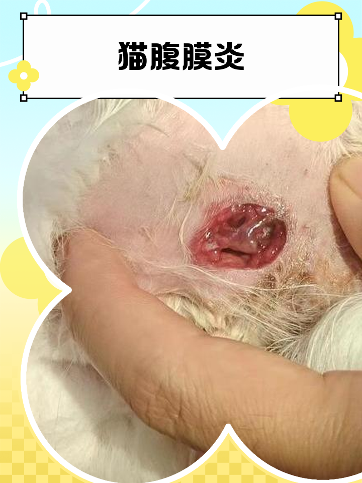 公猫肚子上有凸起的小肉粒(公猫肚子上有一个小疙瘩是什么) 公猫肚子上有凸起的小肉粒(公猫肚子上有一个小疙瘩是什么)