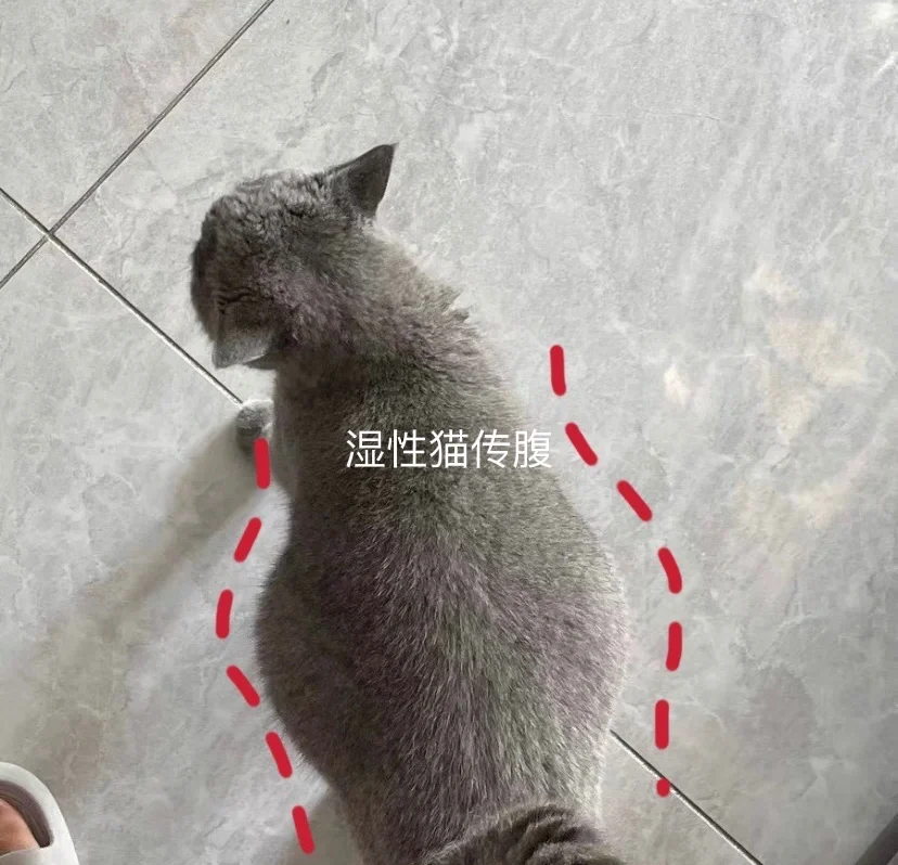 猫传腹肚子硬还是软(判断猫传腹最简单方法)