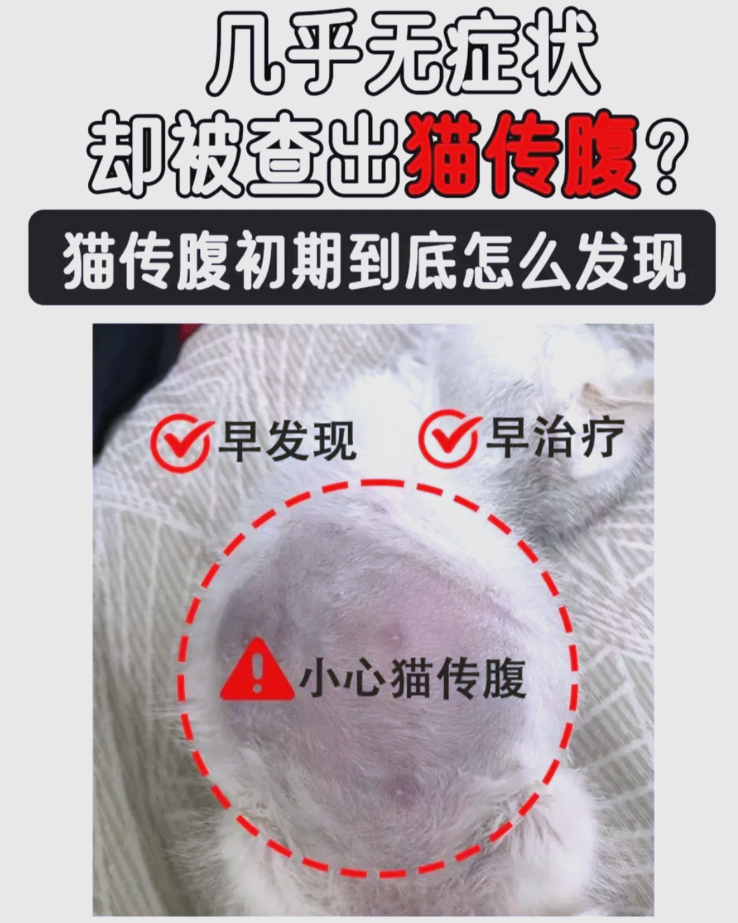 猫传腹肚子硬还是软(判断猫传腹最简单方法)