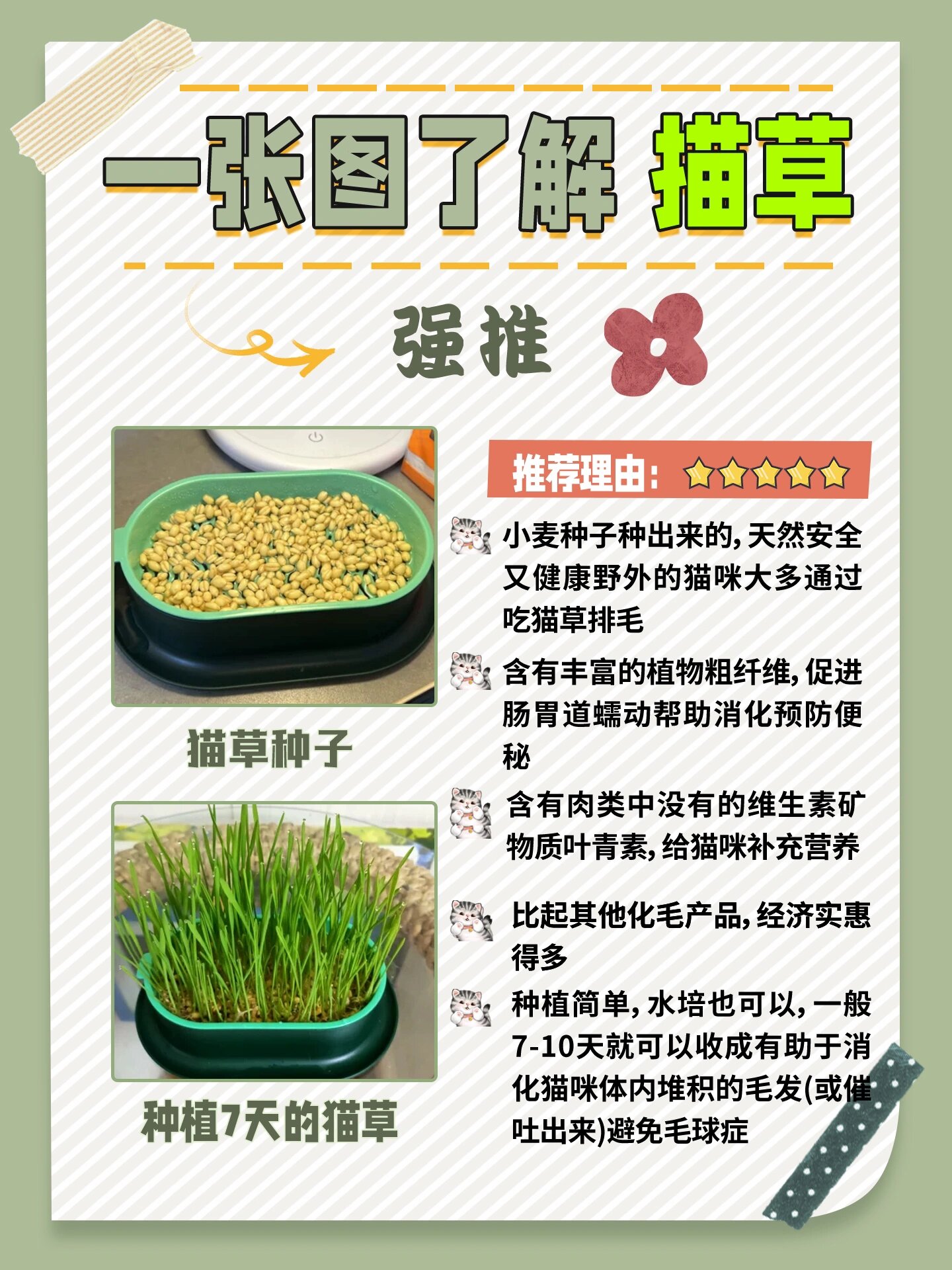 猫薄荷怎么种(猫薄荷怎么种植从一粒种子开始) 猫薄荷怎么种(猫薄荷怎么种植从一粒种子开始)