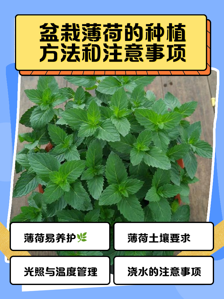 猫薄荷怎么种(猫薄荷怎么种植从一粒种子开始) 猫薄荷怎么种(猫薄荷怎么种植从一粒种子开始)