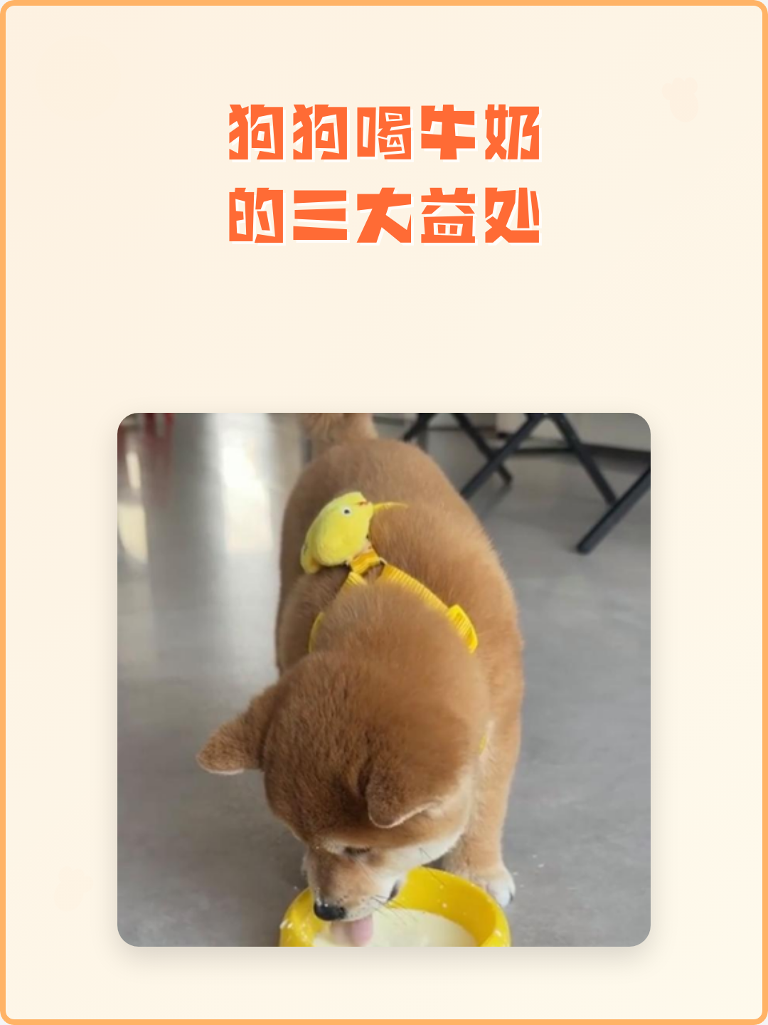 狗狗可以喝人喝的纯牛奶吗(狗狗可以喝人喝的纯牛奶吗一天几次) 狗狗可以喝人喝的纯牛奶吗(狗狗可以喝人喝的纯牛奶吗一天几次)