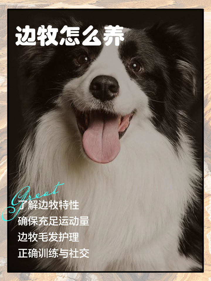 16个不能养边牧的理由(为什么很多人不建议养边牧) 16个不能养边牧的理由(为什么很多人不建议养边牧)