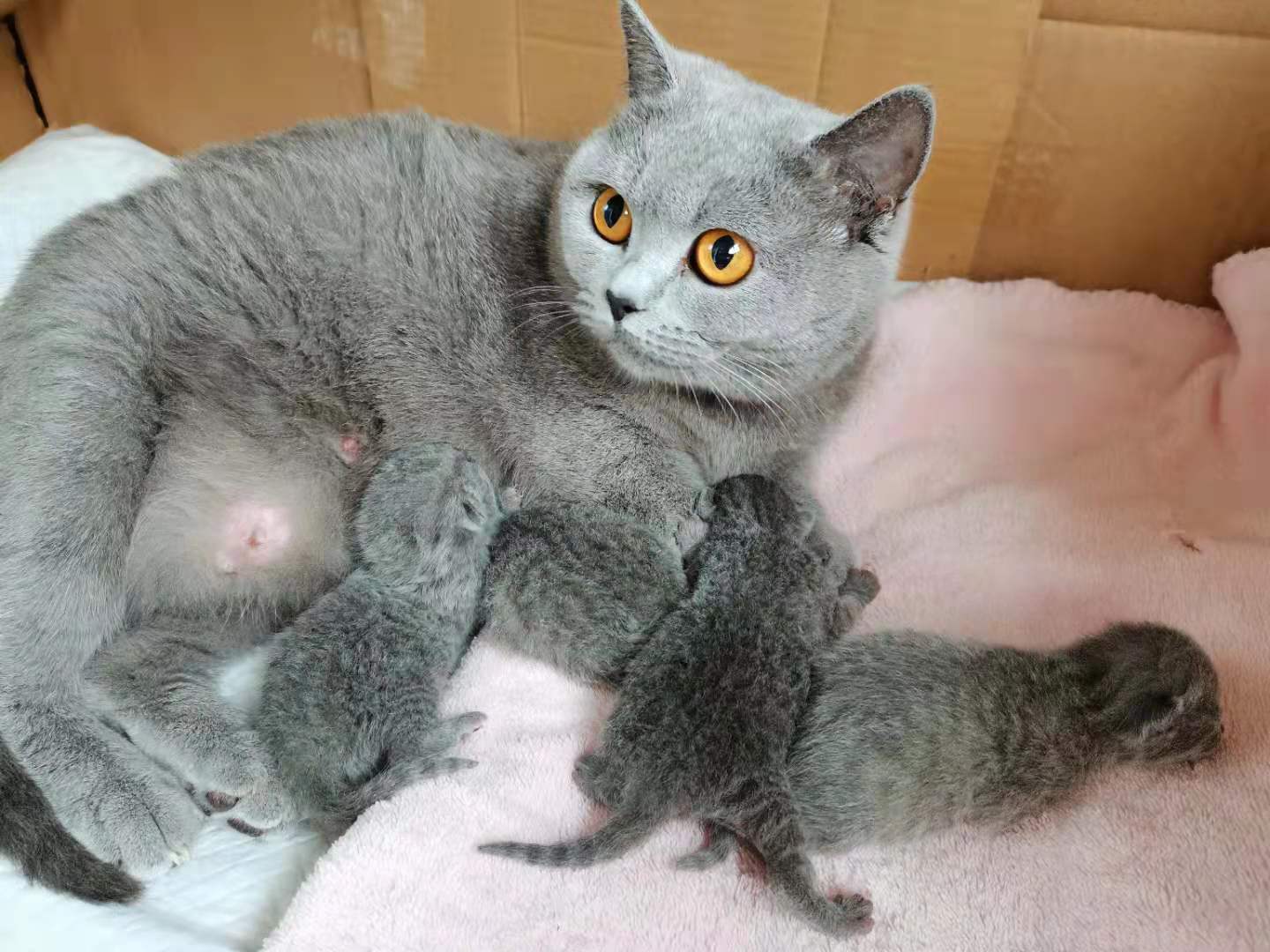 蓝猫刚出生是什么颜色(蓝猫刚刚出生身体是什么颜色) 蓝猫刚出生是什么颜色(蓝猫刚刚出生身体是什么颜色)