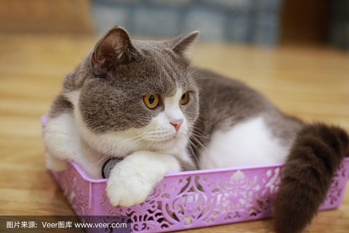 惊讶猫(惊讶猫表情包o型嘴)