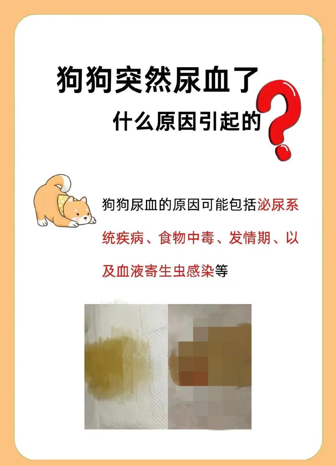 狗狗会来例假出血图片(狗会来月经吗流血持续多久)