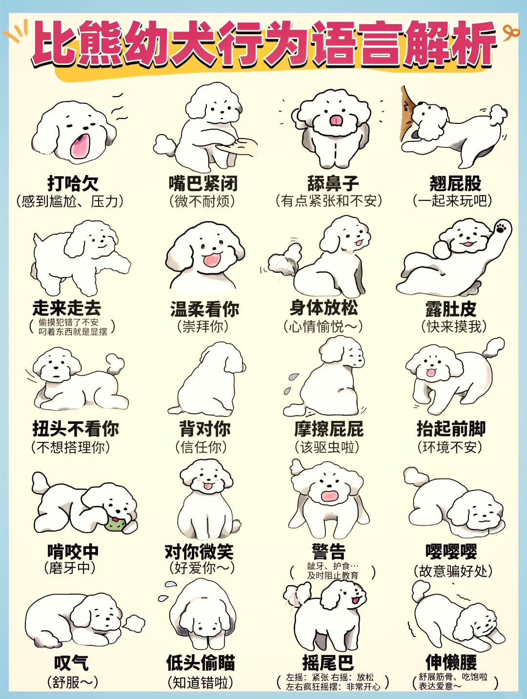比熊多大能开始懂话(小比熊多大就不乱尿了) 比熊多大能开始懂话(小比熊多大就不乱尿了)