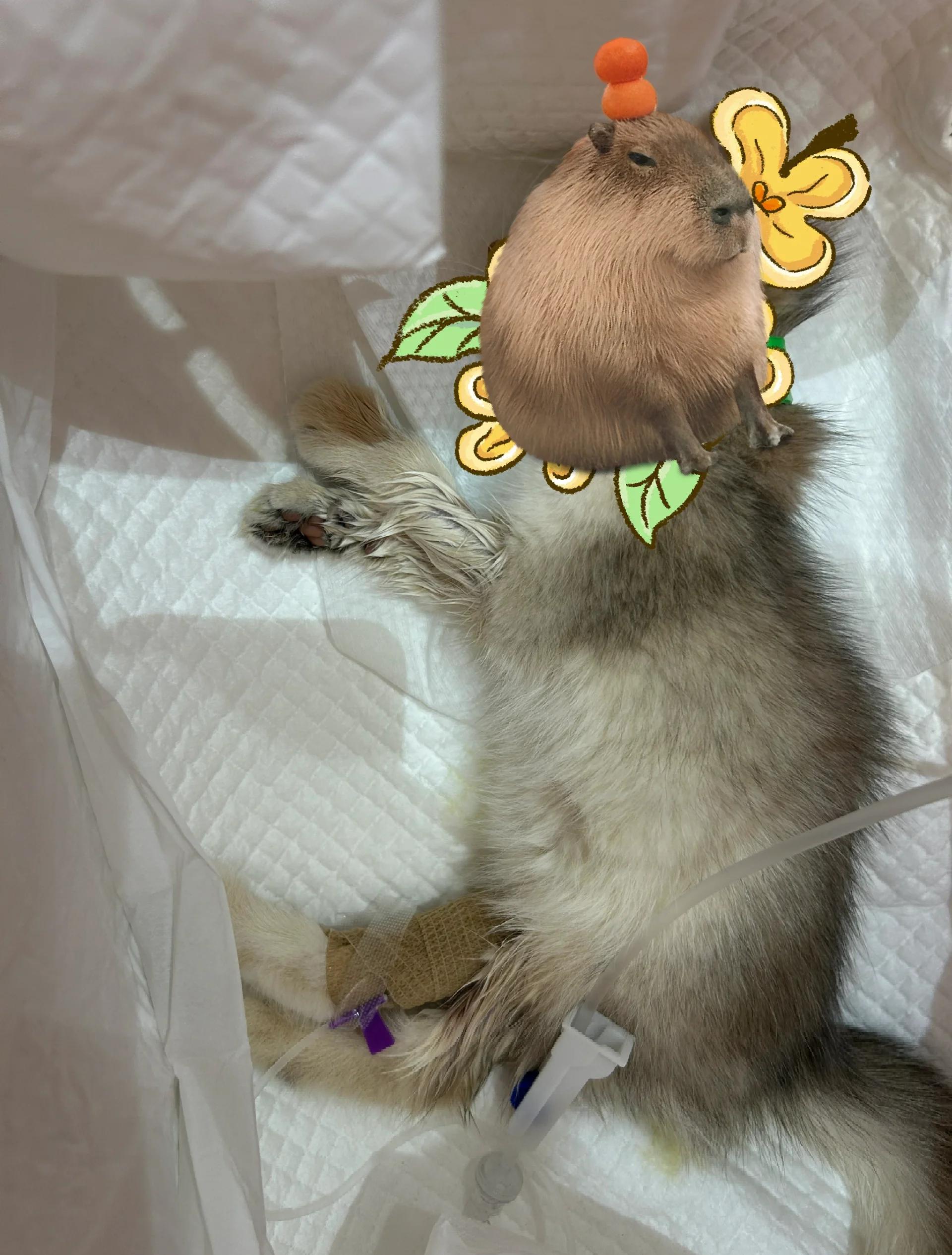 猫细小(猫细小病毒是怎么引起的)