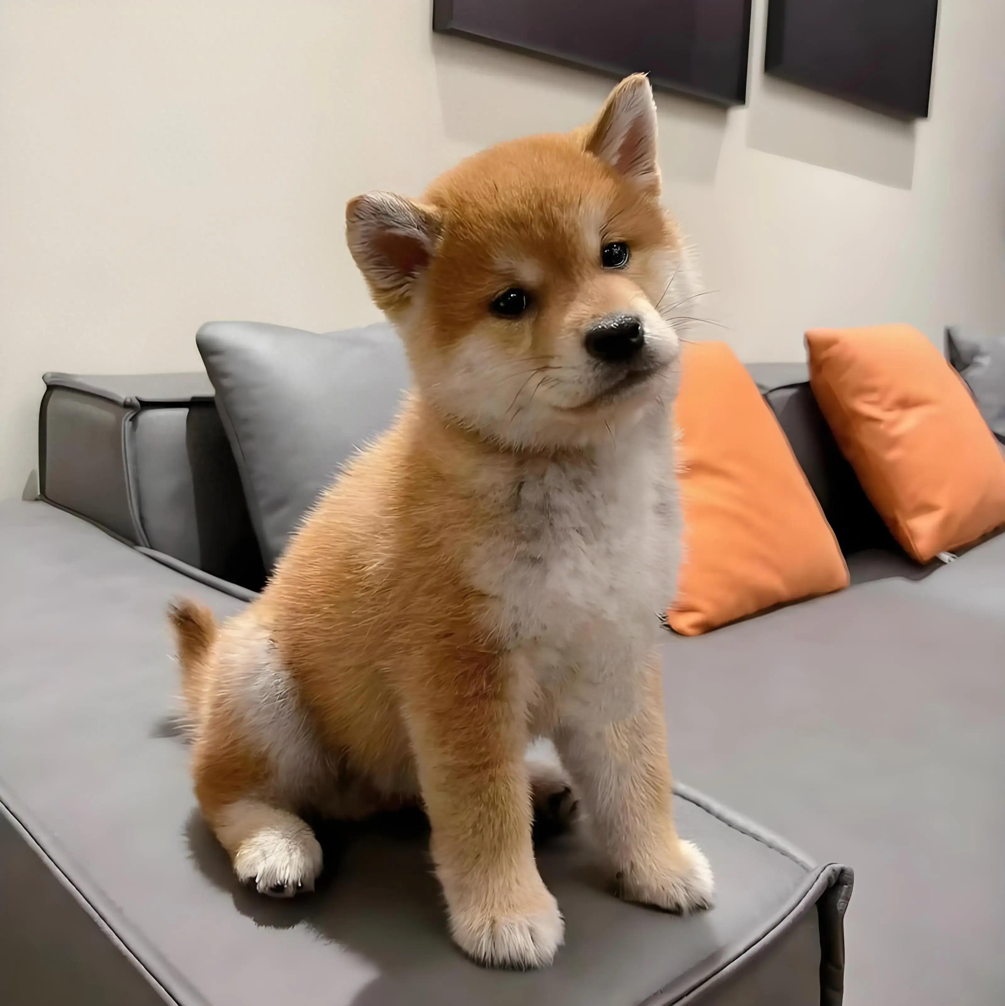 狗狗能吃核桃吗(狗狗能吃核桃吗?为什么说核桃对狗狗有风险?) 狗狗能吃核桃吗(狗狗能吃核桃吗?为什么说核桃对狗狗有风险?)