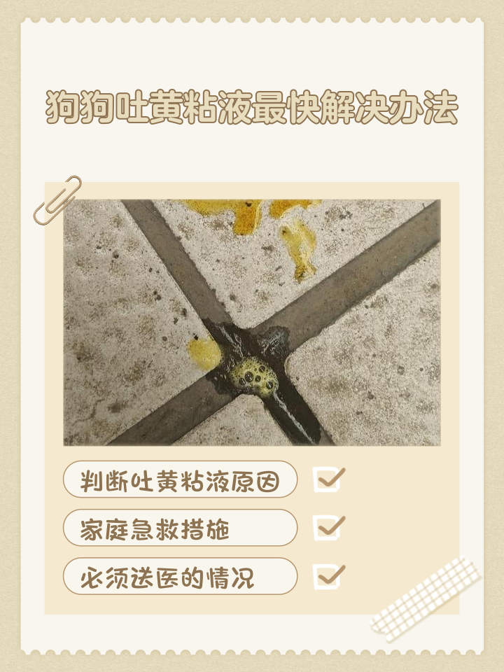狗狗上吐下泻是怎么回事(狗狗上吐下泻最快解决方法) 狗狗上吐下泻是怎么回事(狗狗上吐下泻最快解决方法)