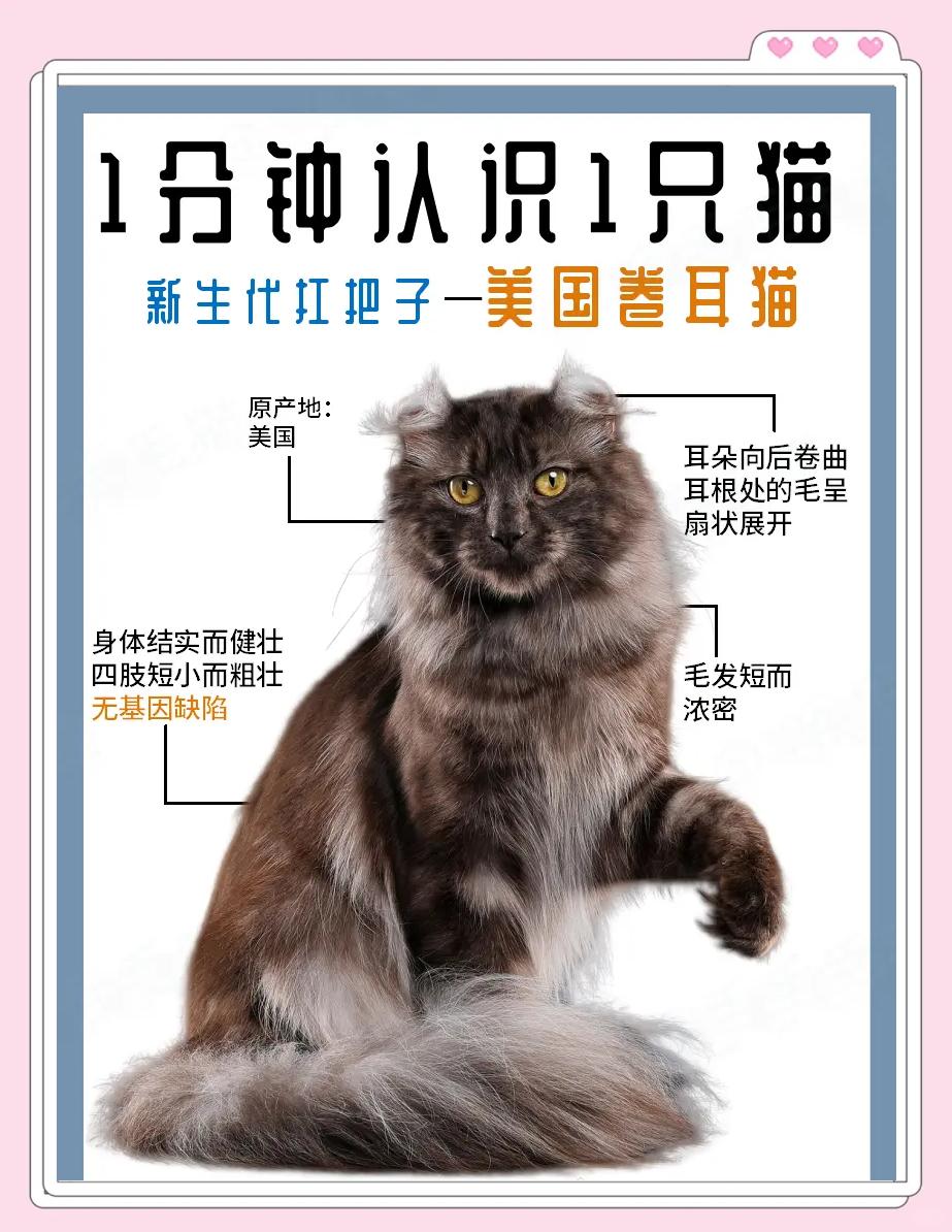 卷耳猫有基因缺陷吗(卷耳猫有基因缺陷吗图片) 卷耳猫有基因缺陷吗(卷耳猫有基因缺陷吗图片)