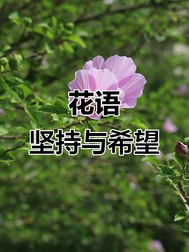 表达花草顽强生命力的句子(表达花草顽强生命力的句子有哪些)