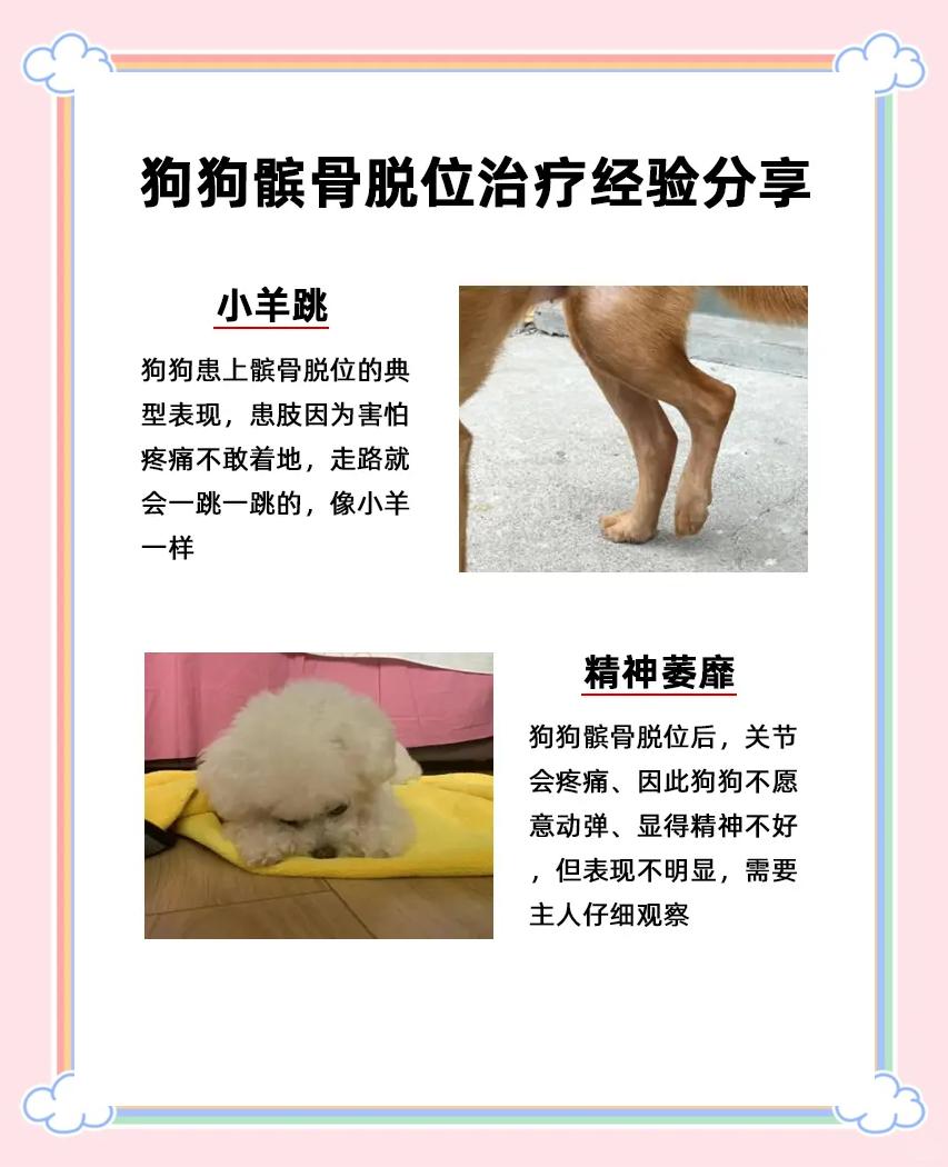狗狗骨折了怎么恢复(狗狗骨折了是什么样子) 狗狗骨折了怎么恢复(狗狗骨折了是什么样子)