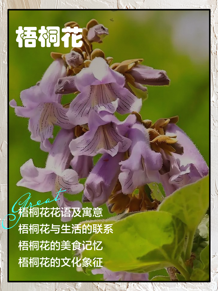 桐树花可以吃吗(桐树花可以吃吗?如果可以,怎么吃才安全又美味?) 桐树花可以吃吗(桐树花可以吃吗?如果可以,怎么吃才安全又美味?)