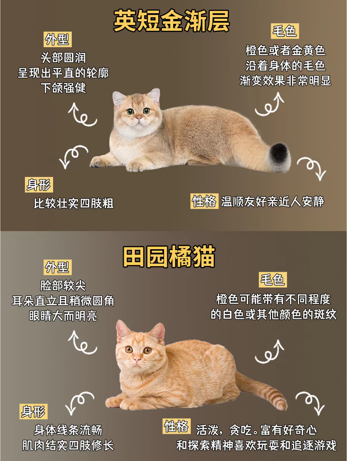 橘猫的优缺点(橘猫的优缺点有哪些) 橘猫的优缺点(橘猫的优缺点有哪些)