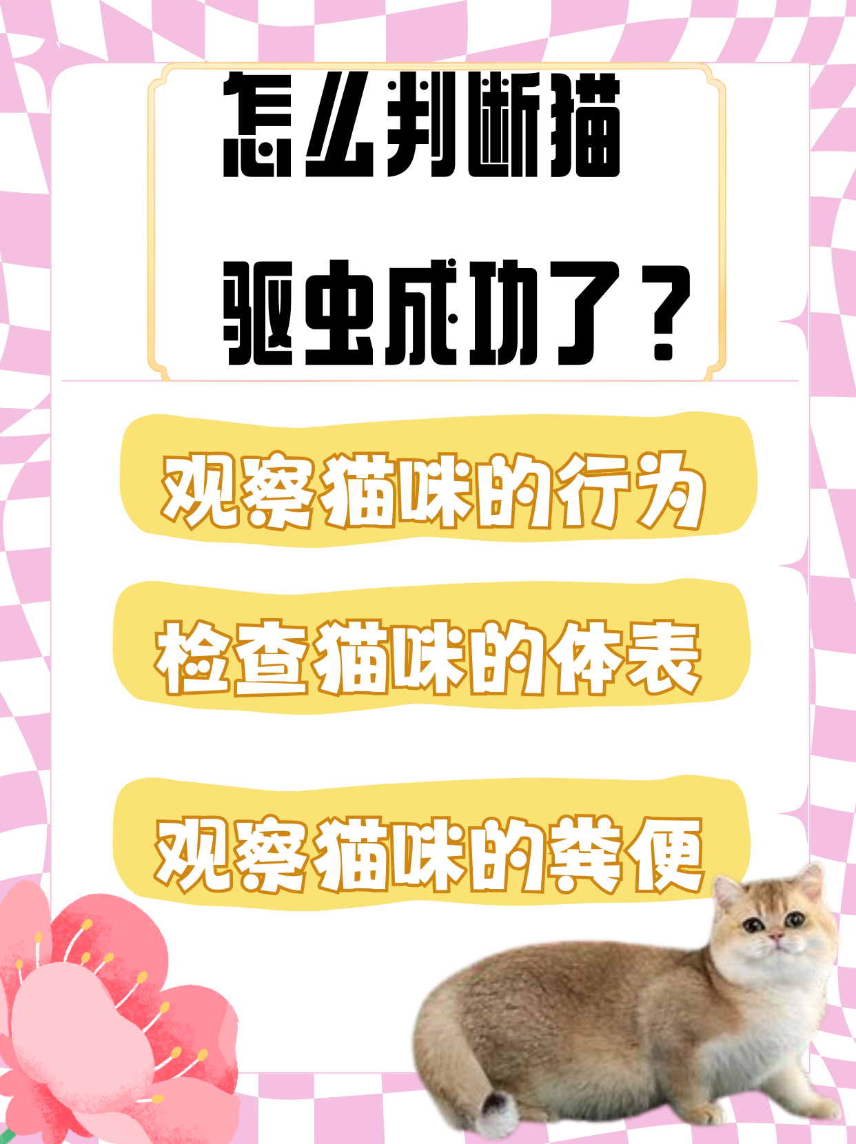 猫咪多大开始驱虫(2个月的幼猫要驱虫吗)