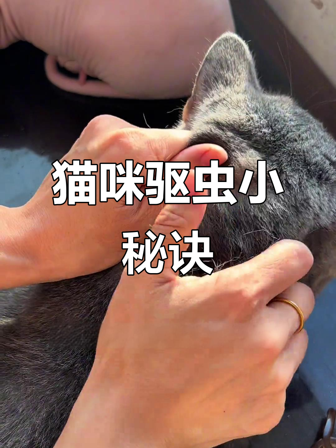 猫咪多大开始驱虫(2个月的幼猫要驱虫吗)