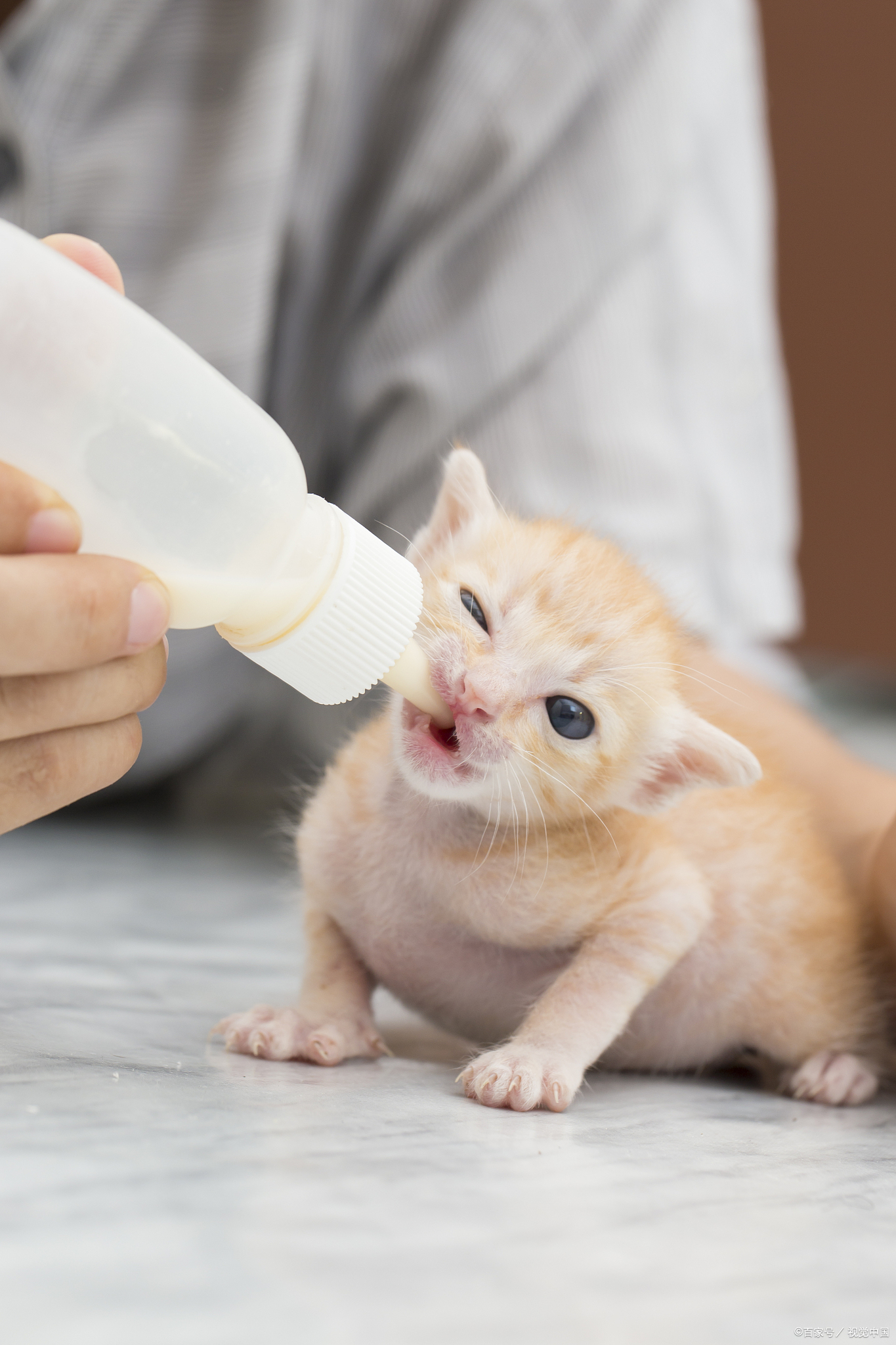 小猫能喝人喝的奶粉吗(小猫能喝人喝的奶粉吗视频) 小猫能喝人喝的奶粉吗(小猫能喝人喝的奶粉吗视频)