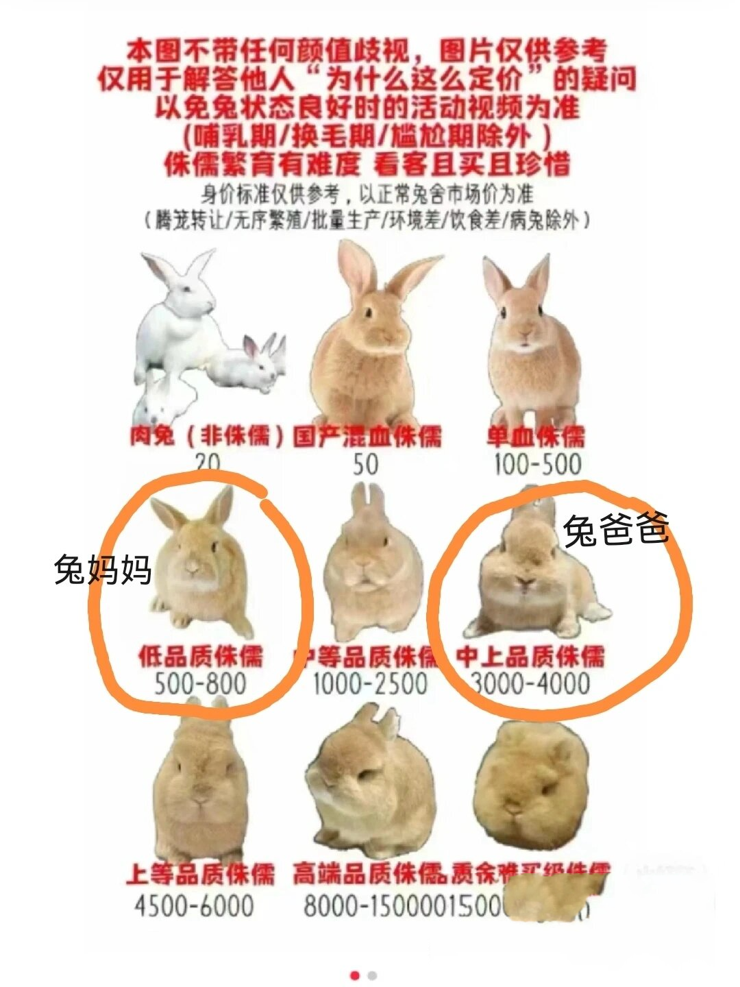 兔宝宝旺什么生肖父母(兔宝宝忌什么属相父母 和什么属相相克) 兔宝宝旺什么生肖父母(兔宝宝忌什么属相父母 和什么属相相克)