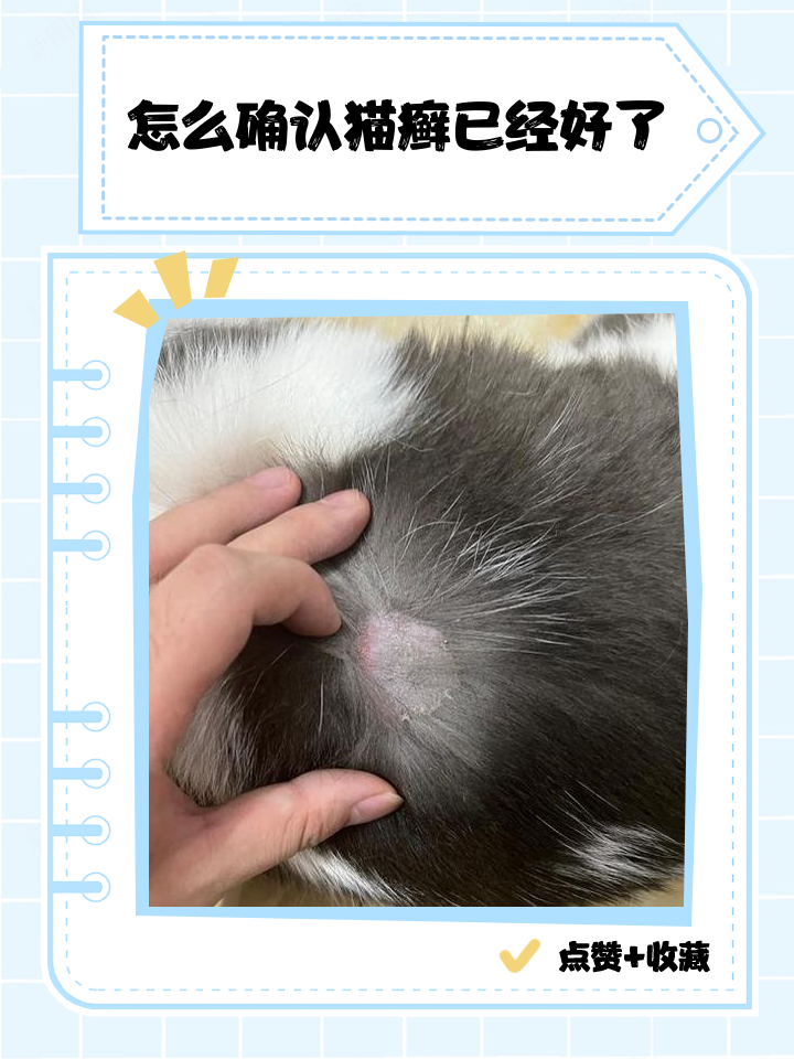 猫癣多久才会好(猫身上的猫癣怎么治好得快)