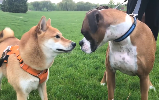 拳师犬为什么没人养(拳师犬为什么养的人少) 拳师犬为什么没人养(拳师犬为什么养的人少)